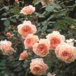Anglická pnoucí růže Davida Austina 'A Shropshire Lad' - Rosa PN 'A Shropshire Lad'