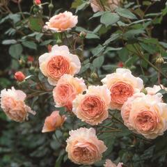 Anglická pnoucí růže Davida Austina 'A Shropshire Lad' - Rosa PN 'A Shropshire Lad'