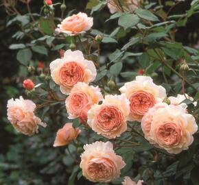 Anglická pnoucí růže Davida Austina 'A Shropshire Lad' - Rosa PN 'A Shropshire Lad'