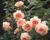 Růže anglická pnoucí David Austin 'A Shropshire Lad'