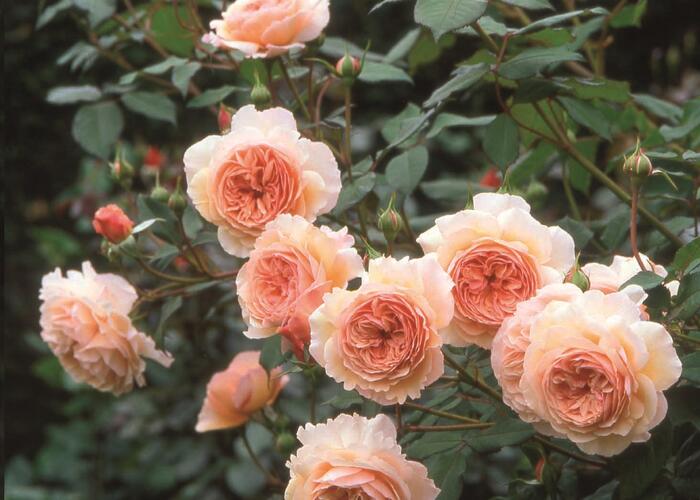 Anglická pnoucí růže Davida Austina 'A Shropshire Lad' - Rosa PN 'A Shropshire Lad'