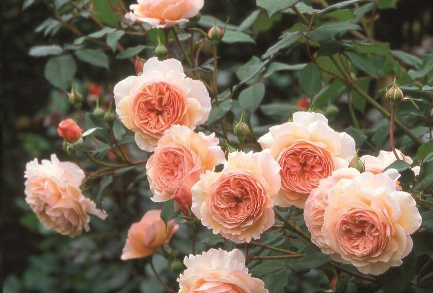Růže anglická pnoucí David Austin 'A Shropshire Lad' - Rosa PN 'A Shropshire Lad'
