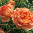 Anglická růže Davida Austina 'Lady of Shalott' - Rosa S 'Lady of Shalott'