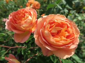 Růže anglická David Austin 'Lady of Shalott' - Rosa S 'Lady of Shalott'