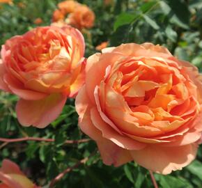 Anglická růže Davida Austina 'Lady of Shalott' - Rosa S 'Lady of Shalott'