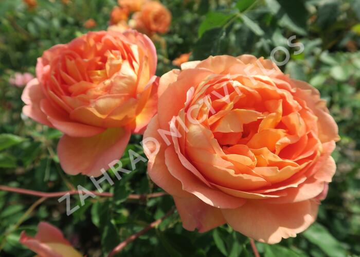 Anglická růže Davida Austina 'Lady of Shalott' - Rosa S 'Lady of Shalott'