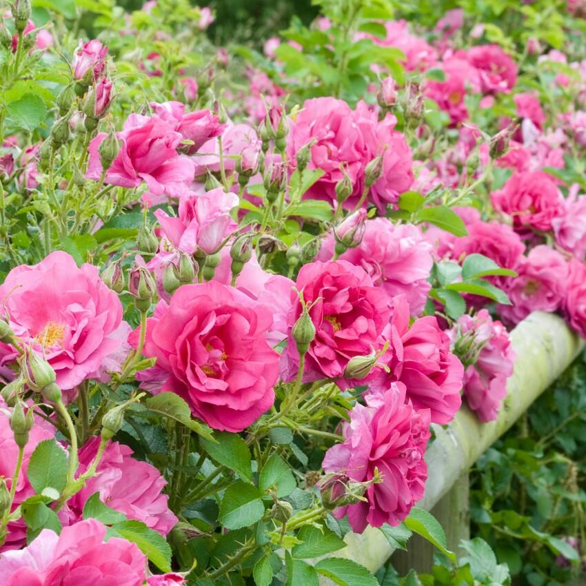 Anglická růže Davida Austina 'Wild Edric' - Rosa S 'Wild Edric'