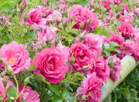 Růže anglická David Austin 'Wild Edric' - Rosa S 'Wild Edric'