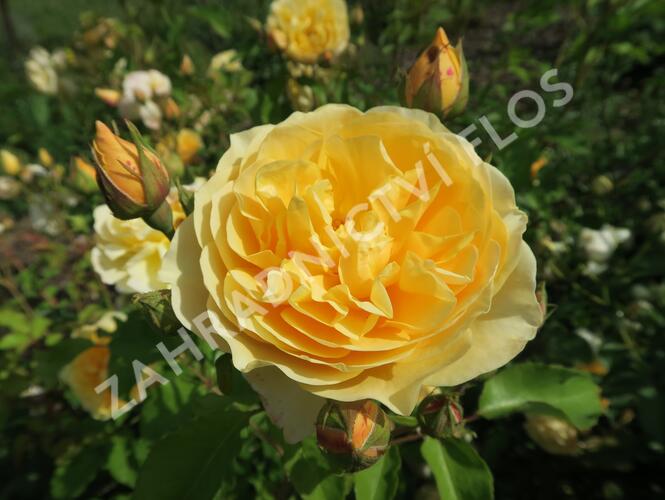 Anglická růže Davida Austina 'Graham Thomas' - Rosa S 'Graham Thomas'