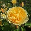 Anglická růže Davida Austina 'Graham Thomas' - Rosa S 'Graham Thomas'
