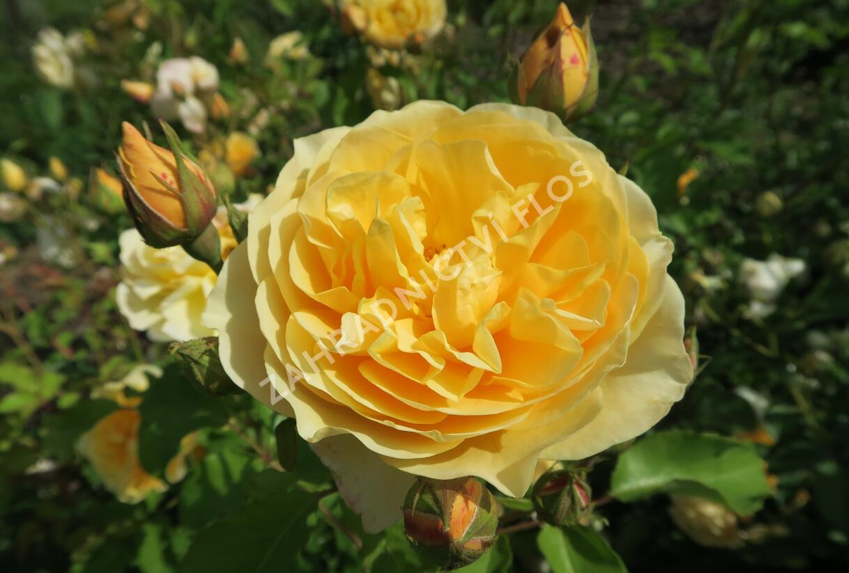Růže anglická David Austin 'Graham Thomas' - Rosa S 'Graham Thomas'