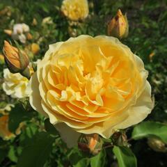 Anglická růže Davida Austina 'Graham Thomas' - Rosa S 'Graham Thomas'