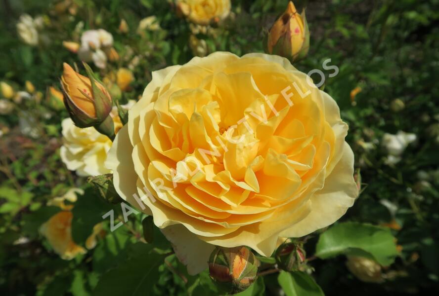 Růže anglická David Austin 'Graham Thomas' - Rosa S 'Graham Thomas'