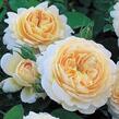 Anglická růže Davida Austina 'Crocus Rose' (Emanuel) - Rosa S 'Crocus Rose' (Emanuel)