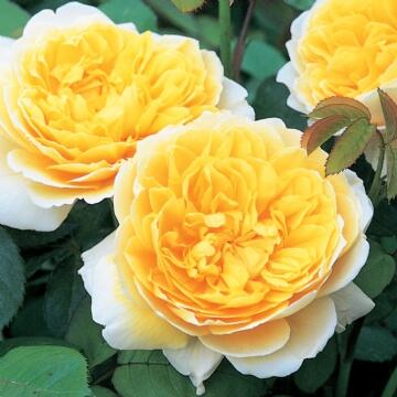 Růže anglická David Austin 'Charlotte' - Rosa S 'Charlotte'