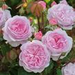 Anglická růže Davida Austina 'Olivia Rose Austin' - Rosa S 'Olivia Rose Austin'