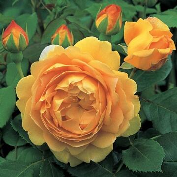 Anglická růže Davida Austina 'Golden Celebration' - Rosa S 'Golden Celebration'