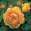 Anglická růže Davida Austina 'Golden Celebration' - Rosa S 'Golden Celebration'