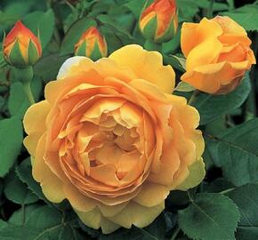 Anglická růže Davida Austina 'Golden Celebration' - Rosa S 'Golden Celebration'