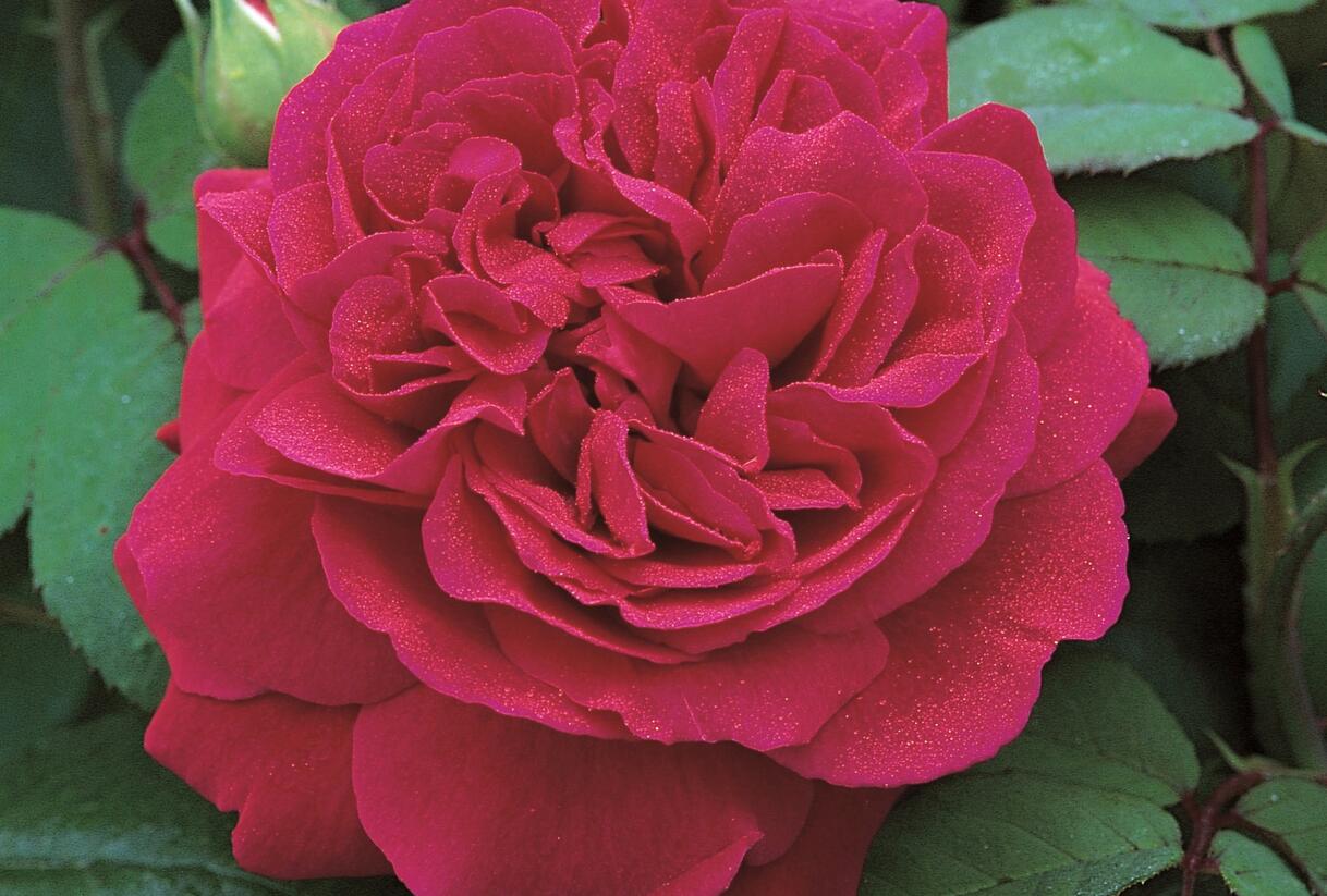 Růže anglická pnoucí David Austin 'Tess of The d'Urbervilles' - Rosa PN 'Tess of The d'Urbervilles'