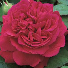 Anglická pnoucí růže Davida Austina 'Tess of The d'Urbervilles' - Rosa PN 'Tess of The d'Urbervilles'