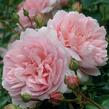 Anglická růže Davida Austina 'Wildeve' - Rosa S 'Wildeve'