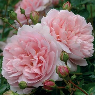 Růže anglická David Austin 'Wildeve' - Rosa S 'Wildeve'