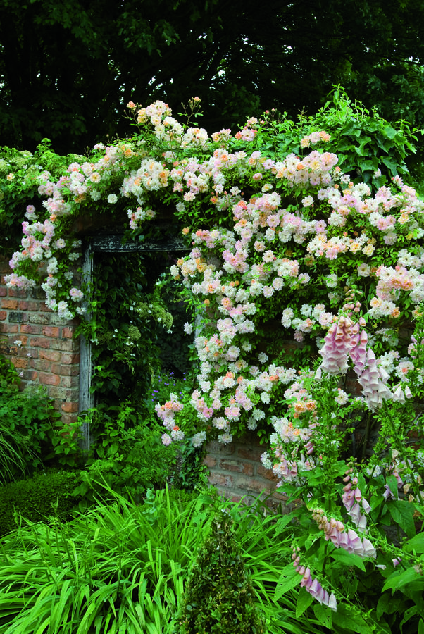 Růže pnoucí 'Phyllis Bide' - Rosa PN 'Phyllis Bide'