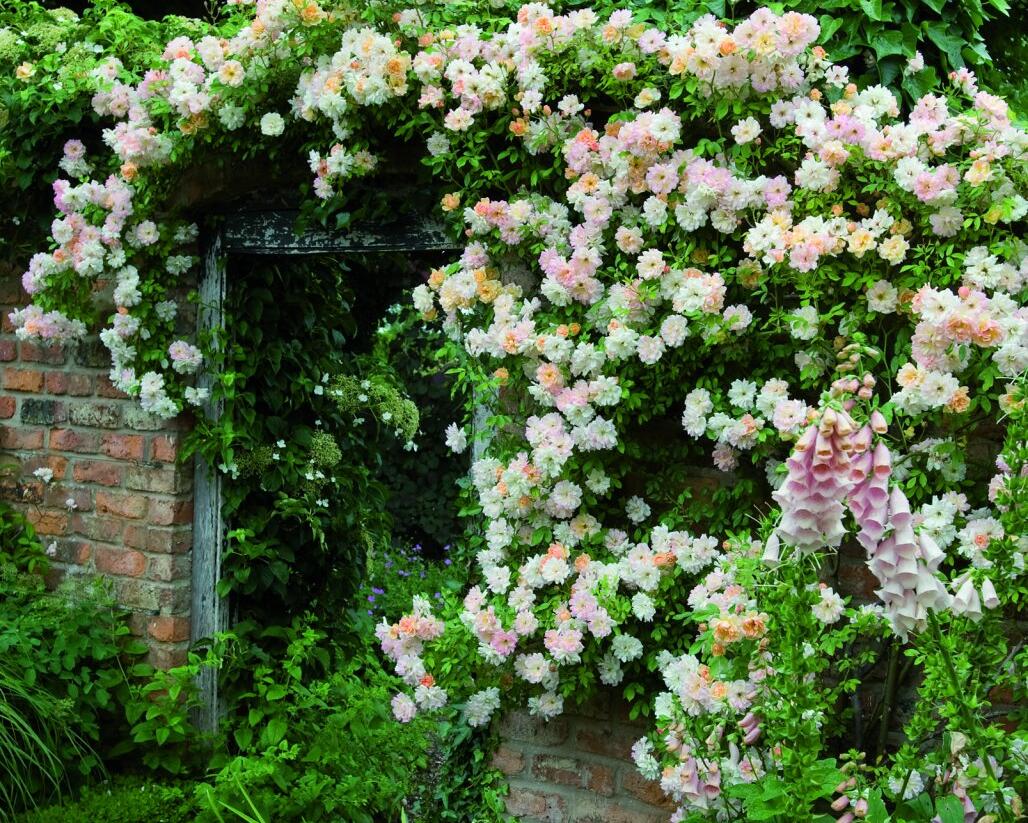 Růže pnoucí 'Phyllis Bide' - Rosa PN 'Phyllis Bide'