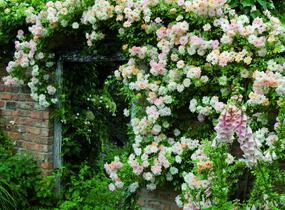 Růže pnoucí 'Phyllis Bide' - Rosa PN 'Phyllis Bide'