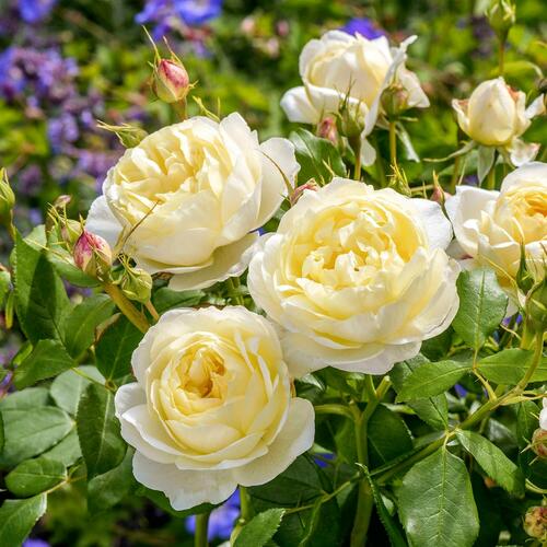 Anglická růže Davida Austina 'Vanessa Bell' - Rosa S 'Vanessa Bell'