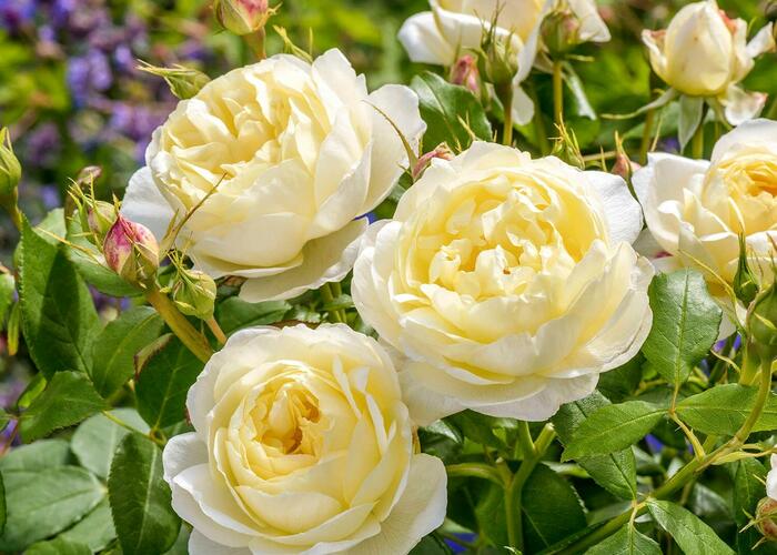 Anglická růže Davida Austina 'Vanessa Bell' - Rosa S 'Vanessa Bell'