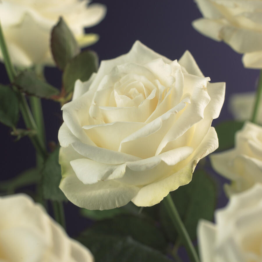 Růže pnoucí 'White Climber' - Rosa PN 'White Climber'