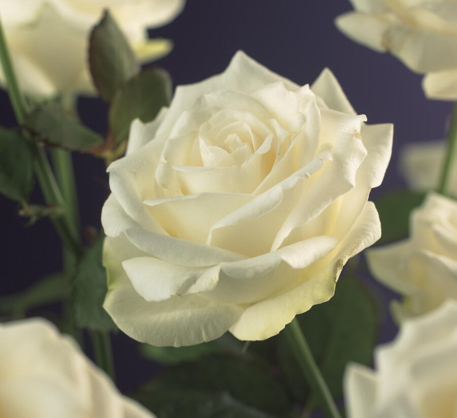 Růže pnoucí 'White Climber' - Rosa PN 'White Climber'