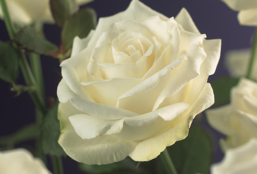 Růže pnoucí 'White Climber' - Rosa PN 'White Climber'
