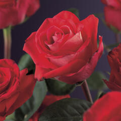 Růže pnoucí 'Red Climber' - Rosa PN 'Red Climber'