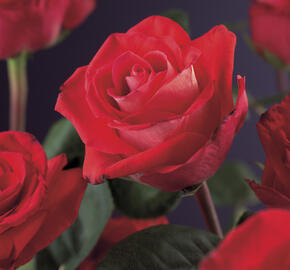 Růže pnoucí 'Red Climber' - Rosa PN 'Red Climber'