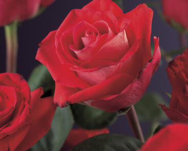 Růže pnoucí 'Red Climber'