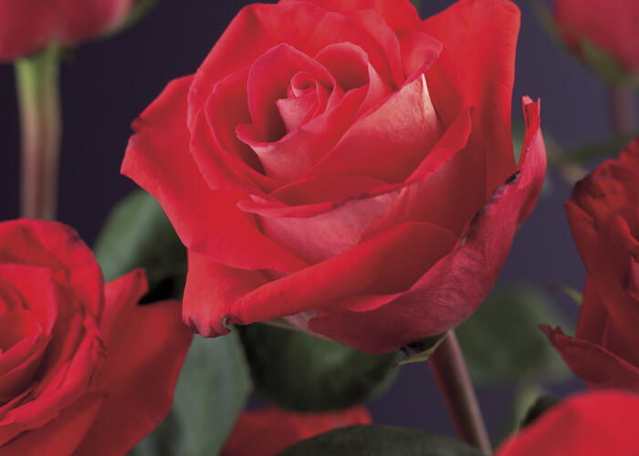 Růže pnoucí 'Red Climber' - Rosa PN 'Red Climber'