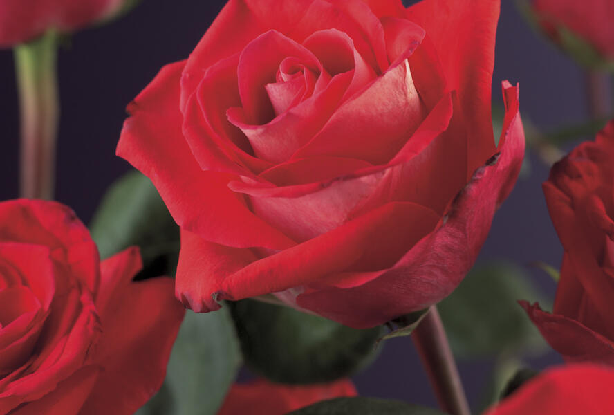 Růže pnoucí 'Red Climber' - Rosa PN 'Red Climber'