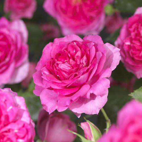 Růže pnoucí 'Pink Climber' - Rosa PN 'Pink Climber'