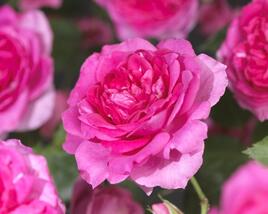Růže pnoucí 'Pink Climber'