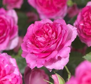 Růže pnoucí 'Pink Climber' - Rosa PN 'Pink Climber'