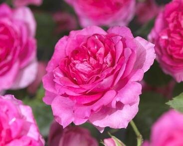 Růže pnoucí 'Pink Climber'