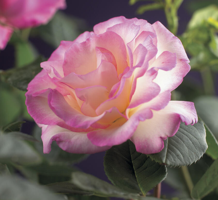 Růže pnoucí 'Pink Candy' - Rosa PN 'Pink Candy'