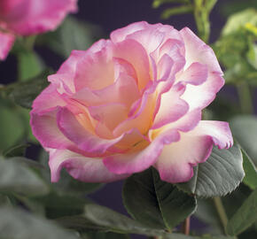 Růže pnoucí 'Pink Candy' - Rosa PN 'Pink Candy'