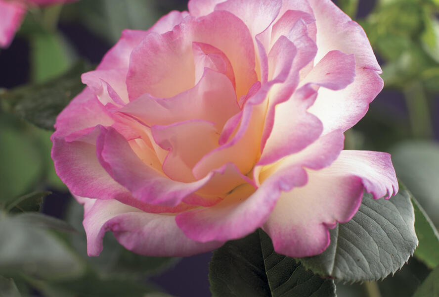 Růže pnoucí 'Pink Candy' - Rosa PN 'Pink Candy'