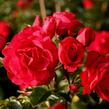 Růže pnoucí Kordes 'Heidelberg' - Rosa PN 'Heidelberg'