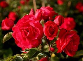 Růže pnoucí Kordes 'Heidelberg' - Rosa PN 'Heidelberg'