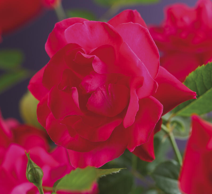 Růže pnoucí Kordes 'Heidelberg' - Rosa PN 'Heidelberg'